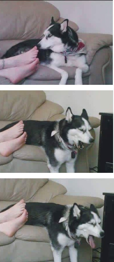 降蛙歯鯵.png