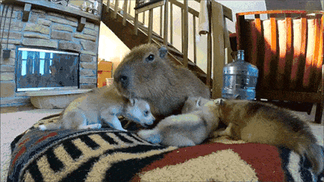 ī��25.gif