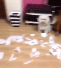 �̻���.gif