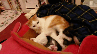 ����������.gif