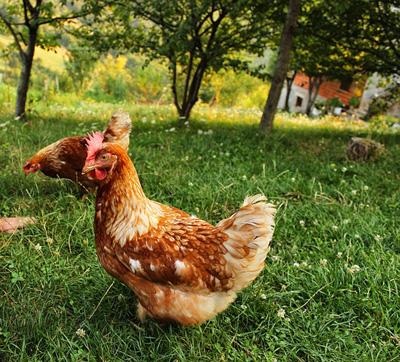 chicken-1272688_400.jpg