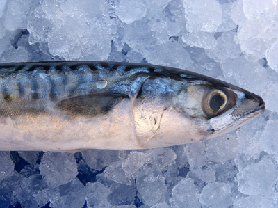 mackerel-1139778_400.jpg
